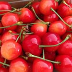 �R�`���V���s�͍�����